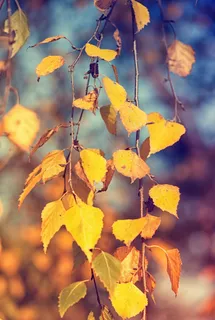 桦木，叶子，秋天的树叶，秋天的颜色，植物，树