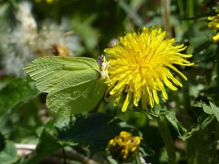 Gonepteryx Rhamni,蝴蝶,黄色,蝴蝶 Gonepteryx Rhamni,蝴蝶,黄色,蝴蝶