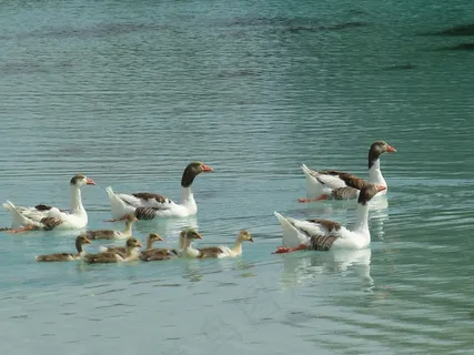 棉花堡，石灰烧结矿露台，景观，土耳其