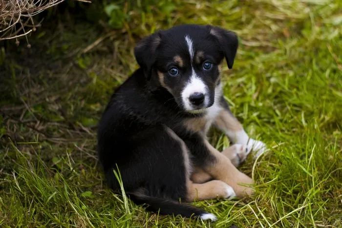 小狗，狗，可爱，犬，宠物，花园，狗