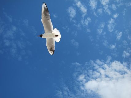 海鸥,波罗的海,天空 海鸥,波罗的海,天空