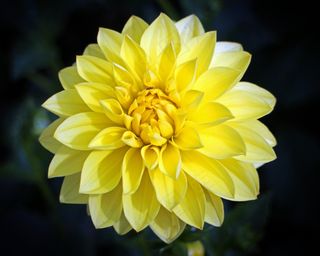 大丽花，大丽花，地热，植物，复合材料