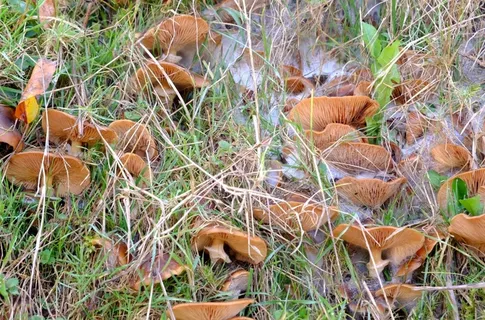 蘑菇，地狱，白霜，冷