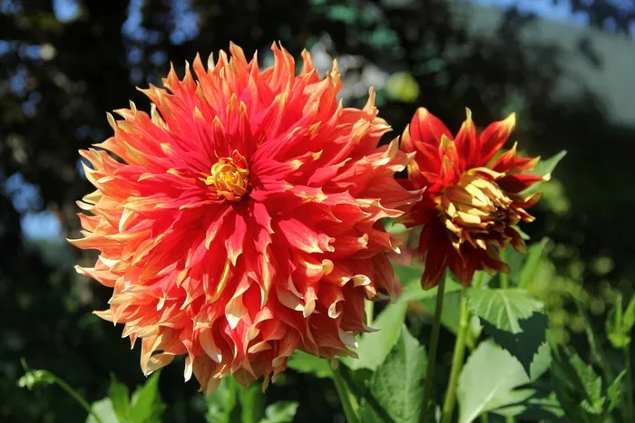 大丽花，花，自然