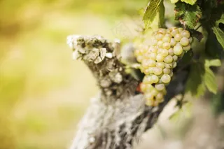 葡萄，葡萄园，水果，葡萄酒，绿色