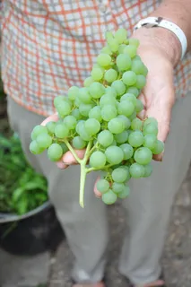 葡萄,温室,水果,绿色,保持 葡萄,温室,水果,绿色,保持