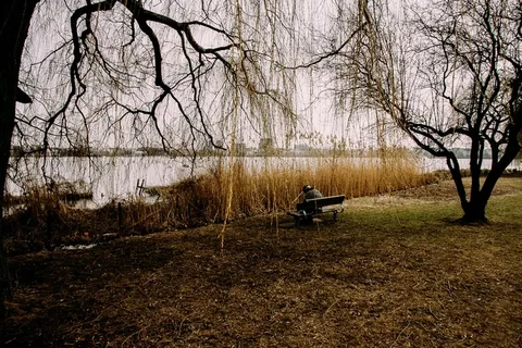 树,羊群,牧场,麋鹿,园林景观,寂寞的人坐在公园的预定上