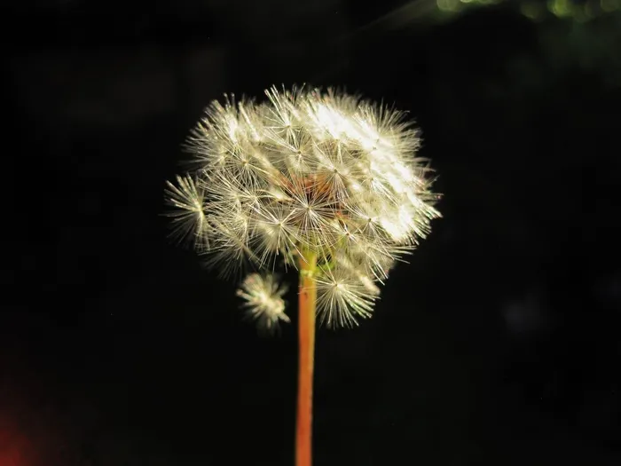 花，种子头，蒲公英，白色，蓬松，精致