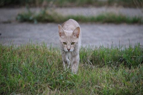 猫，品种猫，家猫，暹罗猫，猫科，宠物