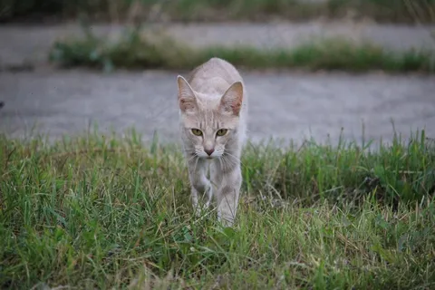 猫,品种猫,家猫,暹罗猫,猫科,宠物 猫,品种猫,家猫,暹罗猫,猫科,宠物