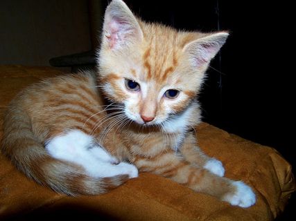 猫，年轻的猫，顽皮，宠物，Mieze，猫的眼睛