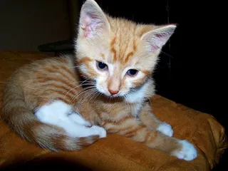 猫，年轻的猫，顽皮，宠物，Mieze，猫的眼睛