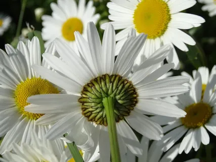 雏菊,鲜花,草地,夏天草地,黄色,白 雏菊,鲜花,草地,夏天草地,黄色,白