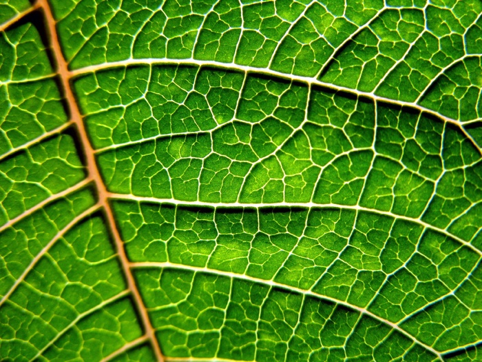 叶子，自然，绿色，叶子，秋季，植物，花园