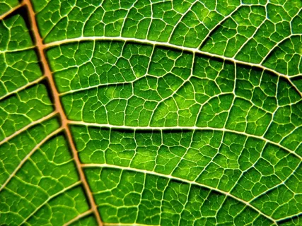 叶子,自然,绿色,叶子,秋季,植物,花园 叶子,自然,绿色,叶子,秋季,植物,花园