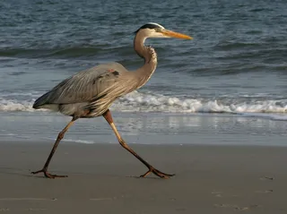 蓝鹭，伟大，海滩，散步，野生动物，鸟