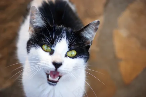 猫，猫的眼睛，猫的脸，头，宠物