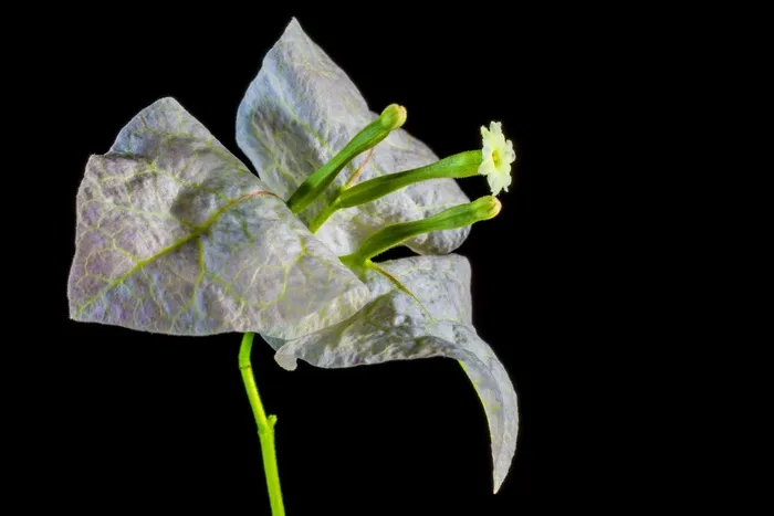 九重葛，开花，花，粉红色