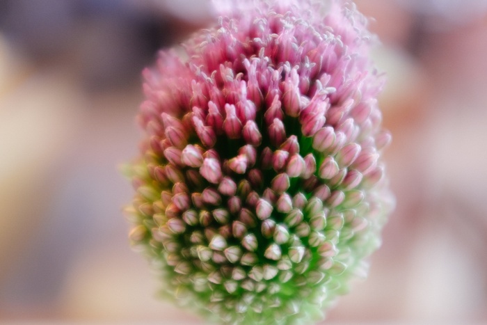 圆头韭菜,千日红,头花蓼,南欧蒜,大花葱,花关门了