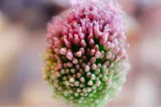 圆头韭菜,千日红,头花蓼,南欧蒜,大花葱,花关门了