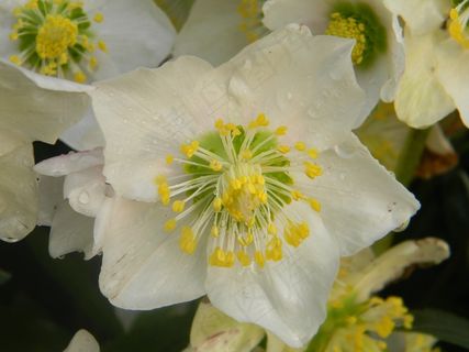 玫瑰圣诞节，黑黎芦尼日尔，黑黎芦白