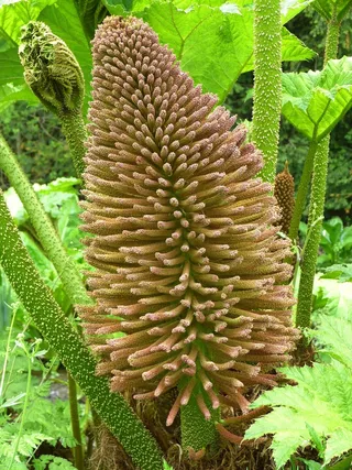 猛mm象表，Gunnera Manicata，开花，盛开