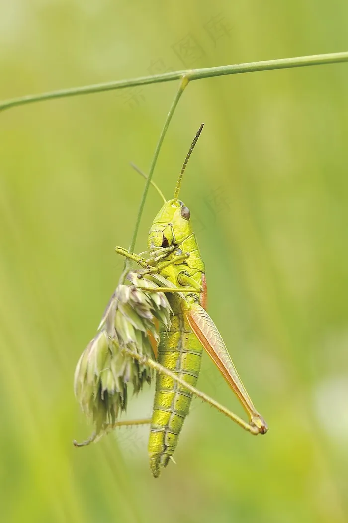 科尼克，蚱hopper，昆虫，宏