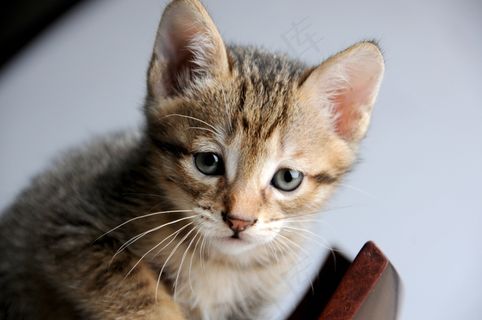 猫，小型猫，好奇，探索