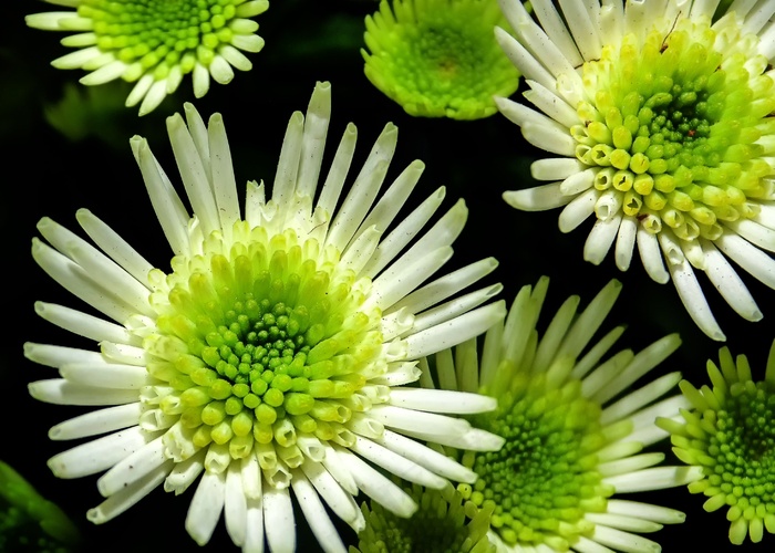 菊花，花，白，黄色，宏