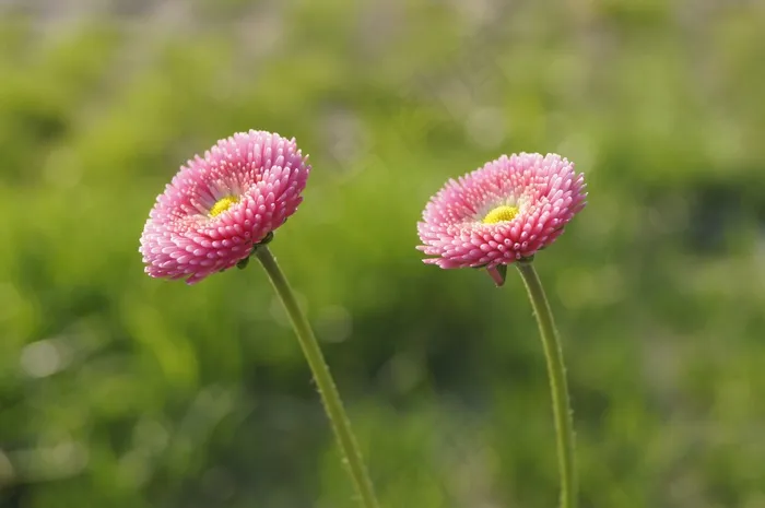雏菊，粉红色，开花，夏天，自然，景观