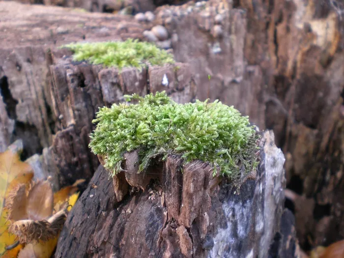 苔藓，森林，树桩