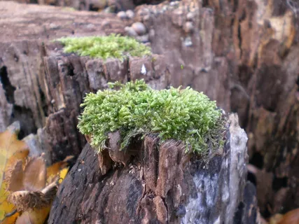苔藓,森林,树桩 苔藓,森林,树桩