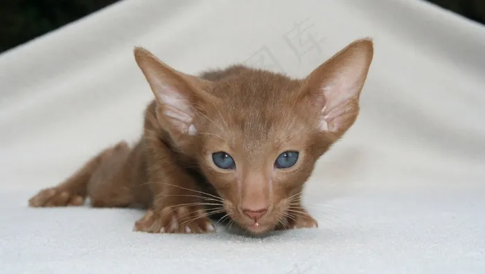 玩具,阿比西尼亚猫,小狗,东方短毛猫,手,蓝眼睛的猫在毯子上的肖像