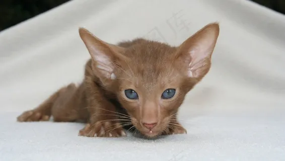 玩具,阿比西尼亚猫,小狗,东方短毛猫,手,蓝眼睛的猫在毯子上的肖像