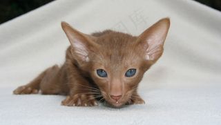 玩具,阿比西尼亚猫,小狗,东方短毛猫,手,蓝眼睛的猫在毯子上的肖像