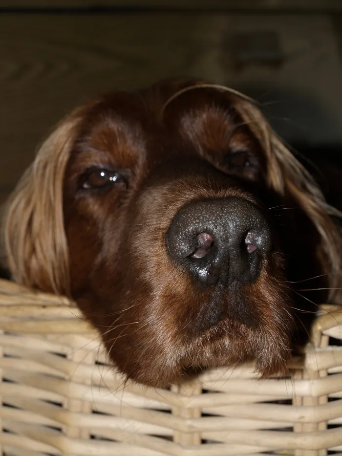 狗，鼻子，狗的鼻子，猎犬，累