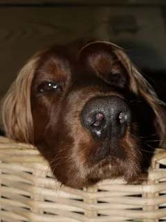 狗，鼻子，狗的鼻子，猎犬，累