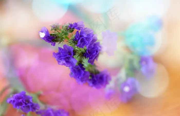 海，蓝色，蓝色的大海，植物，花，鲜花，关闭
