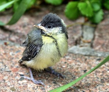 山雀，鸟，自然，动物