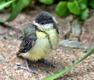 山雀，鸟，自然，动物