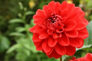 花，大丽花，壁纸，红色，宏，植物