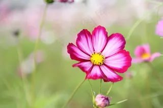 波斯菊花海，波斯菊，花，植物，性质，花园