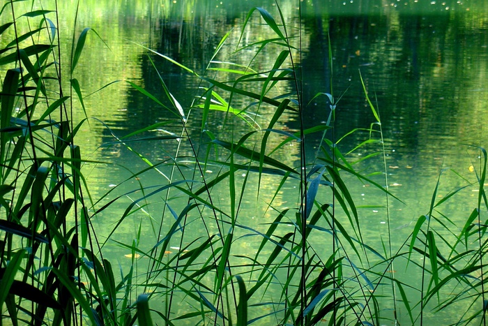 湖，池塘，芦苇，Teichplanze，美丽，漂亮