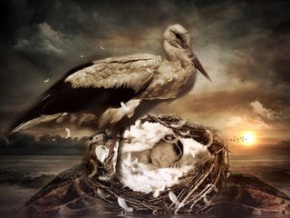 婴儿，巢，鹳，羽毛，鸟飞，比尔，飞，太阳晒，天空