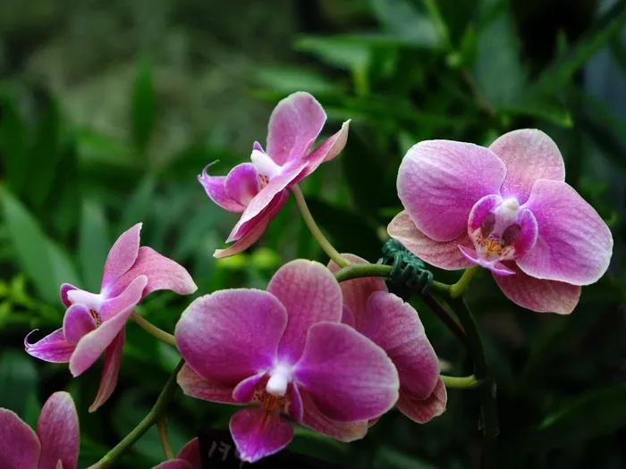 兰花，花，花的，盛开，枝杈，特写，绿色