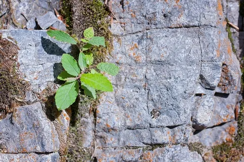 石头,岩,灰色,叶子,结垢,植物,性质 石头,岩,灰色,叶子,结垢,植物,性质