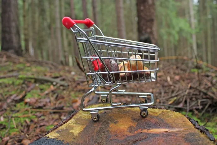 森林，蘑菇，自然，购物车，树木，关闭