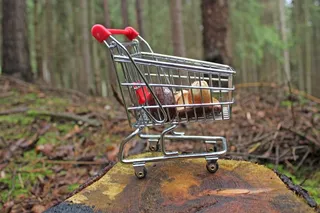 森林，蘑菇，自然，购物车，树木，关闭