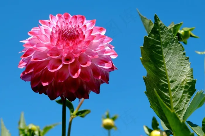 大丽花，粉红色，芽，园林植物，秋季