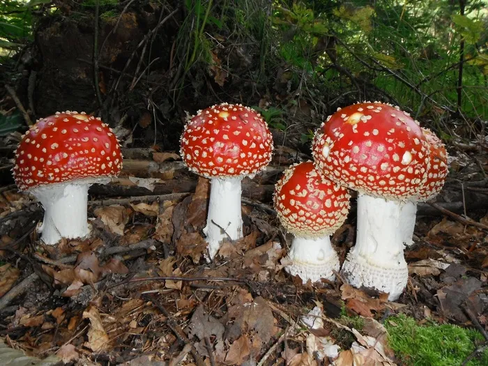 飞木耳，蘑菇，红色，彩色，毒菌